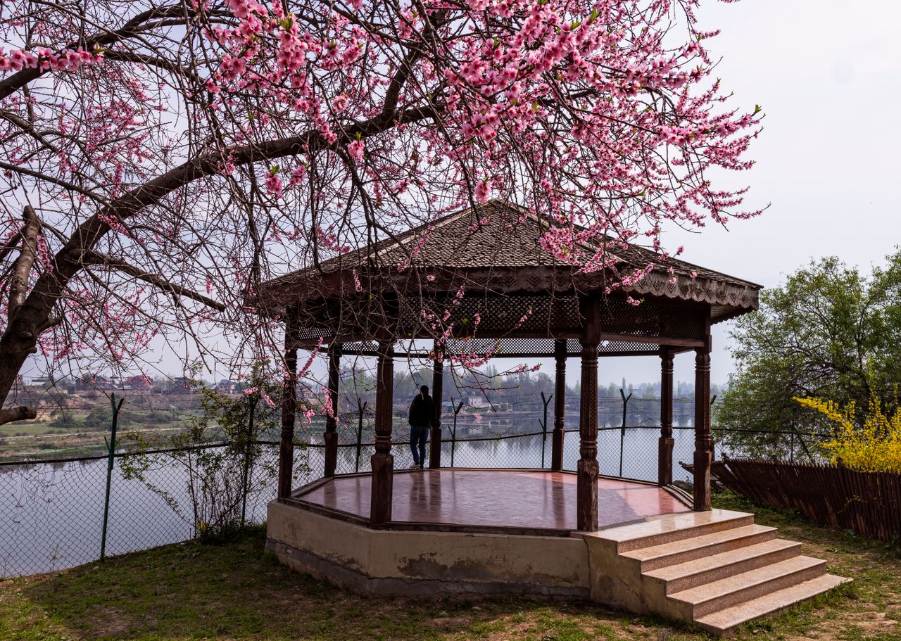 A beautiful gazebo surrounded by blooming cherry blossoms by a serene riverside, perfect for springtime relaxation.